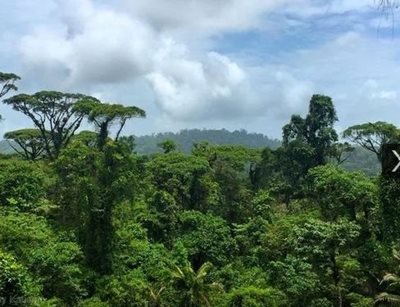 سن-خوزه-جنگل-Rainforest-Adventures-Costa-Rica-Atlantic-Pass-سن-خوزه-312760
