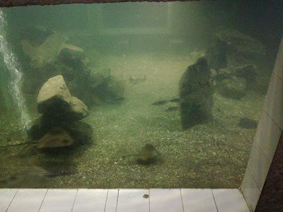 باتومی-آکواریوم-باتومی-Batumi-Aquarium-317928