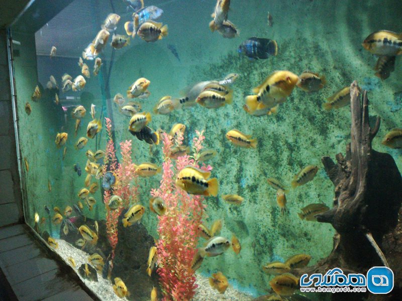 آکواریوم باتومی Batumi Aquarium
