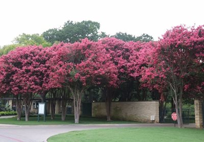 دالاس-باغ-گیاه-شناسی-Dallas-Arboretum-Botanical-318901