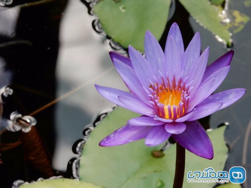 باغ گیاه  شناسی کنز Cairns Botanic Gardens