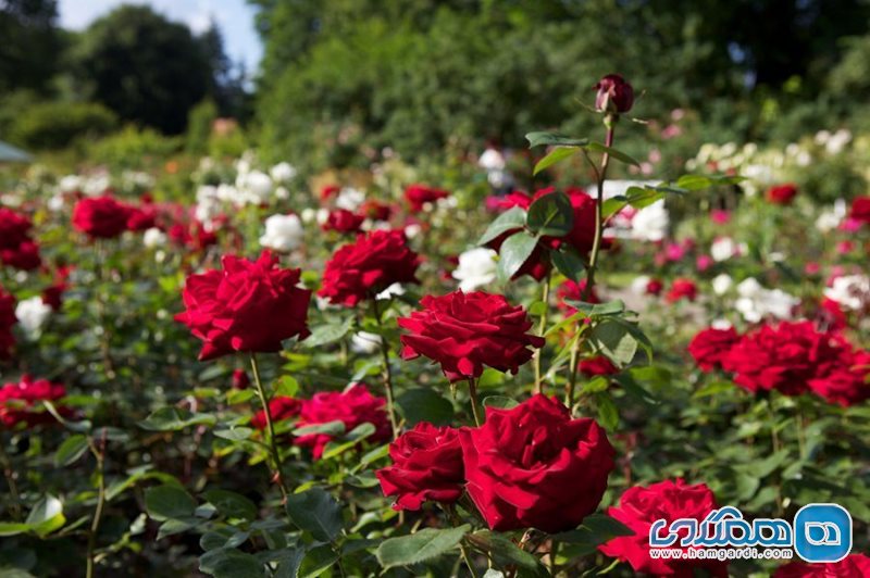 باغ گل رز برن Rosengarten