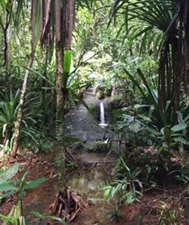 پارک جنگلی کولو آی سووا Colo-I-Suva Forest Park