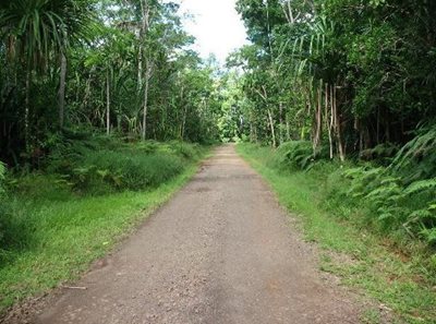 سووا-پارک-جنگلی-کولو-آی-سووا-Colo-I-Suva-Forest-Park-322410