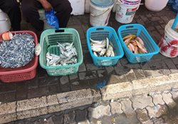 بازار ماهی ماله Male Fish Market