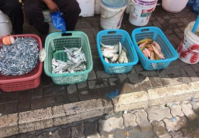ماله-بازار-ماهی-ماله-Male-Fish-Market-323100