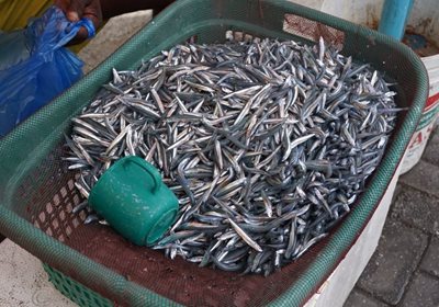 ماله-بازار-ماهی-ماله-Male-Fish-Market-323098