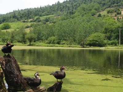 رودبار-دریاچه-حلیمه-جان-دریاچه-عروس-324588