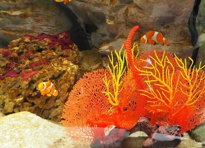 آکواریوم حیات دریایی آوکلند Kelly Tarlton's Sea Life Aquarium