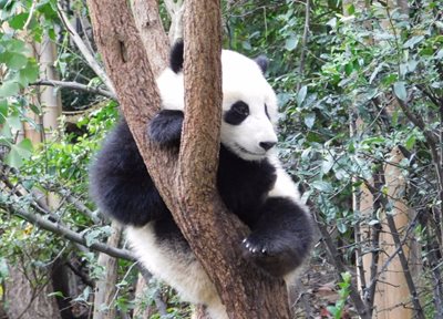 چنگدو-پانداهای-چنگدو-Giant-Panda-Breeding-Research-Base-325983