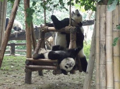 چنگدو-پانداهای-چنگدو-Giant-Panda-Breeding-Research-Base-325978