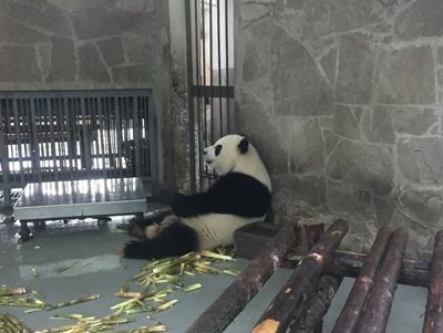 چنگدو-پانداهای-چنگدو-Giant-Panda-Breeding-Research-Base-325981