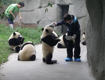 چنگدو-پانداهای-چنگدو-Giant-Panda-Breeding-Research-Base-325979