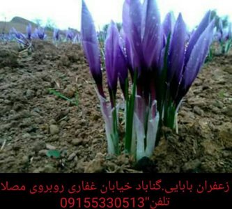 گناباد-دفتر-فروش-زعفران-بابائی-326051