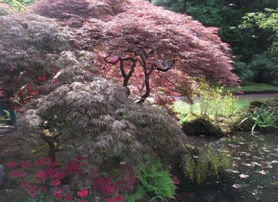 باغ ژاپنی Japanese Garden