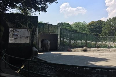 باغ وحش مانیل Manila Zoo