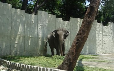 مانیل-باغ-وحش-مانیل-Manila-Zoo-336225
