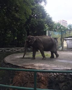 مانیل-باغ-وحش-مانیل-Manila-Zoo-336227