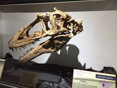 اولان-باتور-موزه-مرکزی-دایناسورها-Central-Museum-of-Mongolian-Dinosaurs-336334
