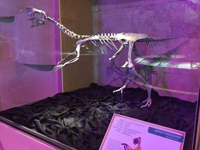 اولان-باتور-موزه-مرکزی-دایناسورها-Central-Museum-of-Mongolian-Dinosaurs-336333