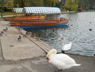 بلد-دریاچه-بلد-Lake-Bled-340569