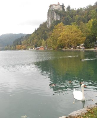 بلد-دریاچه-بلد-Lake-Bled-340571
