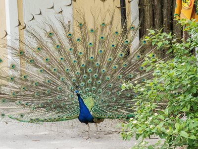 لیوبلیانا-باغ-وحش-لیوبلیانا-Zoo-Ljubljana-340823