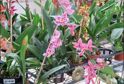 کوانکا-باغ-اکوآگنرا-Ecuagenera-Orchids-from-Ecuador-343341