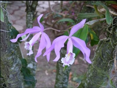 کوانکا-باغ-اکوآگنرا-Ecuagenera-Orchids-from-Ecuador-343342