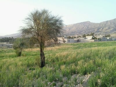 جم-روستای-آبگرمک-بوشهر-346324
