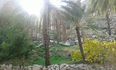 جم-روستای-آبگرمک-بوشهر-346323