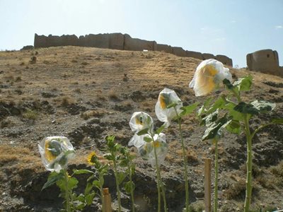 بهار-قلعه-تاریخی-روستای-لک-348966