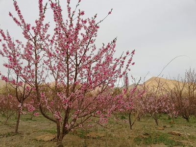 نیشابور-روستای-بار-350356
