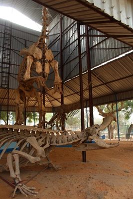 نیامی-موزه-موزه-ملی-نیجر-National-Museum-of-Niger-351462
