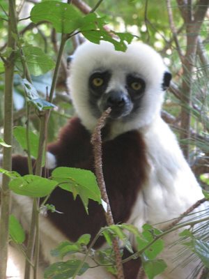 آنتاناناریوو-پارک-لمور-آنتاناناریوو-Lemurs-Park-353955