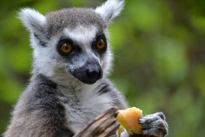 آنتاناناریوو-پارک-لمور-آنتاناناریوو-Lemurs-Park-353959