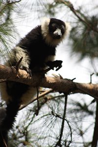 آنتاناناریوو-پارک-لمور-آنتاناناریوو-Lemurs-Park-353953
