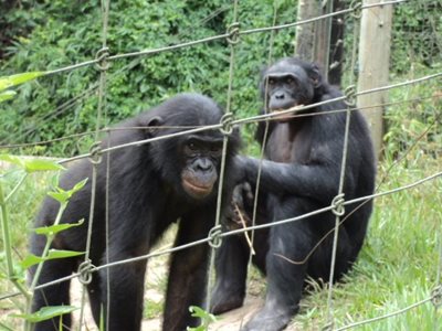 کینشاسا-لولا-یا-بونوبو-Lola-ya-Bonobo-354689