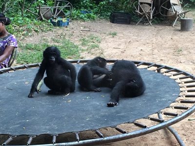 کینشاسا-لولا-یا-بونوبو-Lola-ya-Bonobo-354690