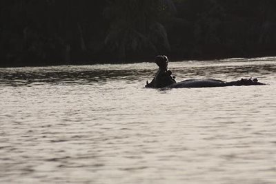 بانجول-رودخانه-پارک-ملی-گامبیا-River-Gambia-National-Park-355876