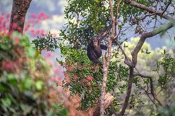 پارک جنگلی میمون ها Tacugama Chimpanzee Sanctuary