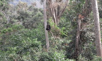 فری-تاون-پارک-جنگلی-میمون-ها-Tacugama-Chimpanzee-Sanctuary-357007