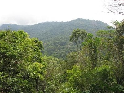 فری-تاون-پارک-جنگلی-میمون-ها-Tacugama-Chimpanzee-Sanctuary-357010