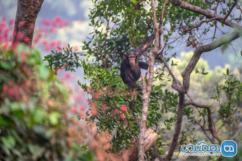 پارک جنگلی میمون ها Tacugama Chimpanzee Sanctuary