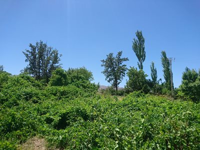 باخرز-روستای-ارخود-362559