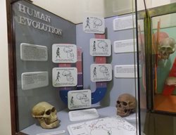 موزه علوم انسانی زیمبابوه Zimbabwe Museum of Human Sciences