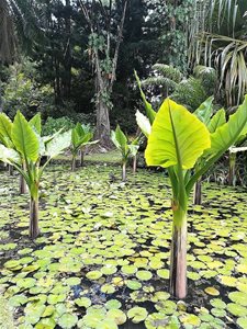 ویکتوریا-باغ-گیاه-شناسی-ملی-سیشل-Seychelles-National-Botanical-Gardens-373873