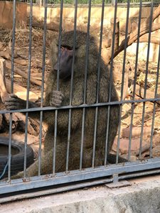 باماکو-باغ-وحش-مالی-Zoo-National-du-Mali-375007