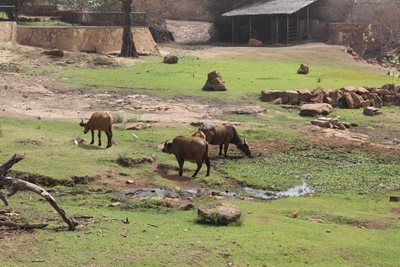 باماکو-باغ-وحش-مالی-Zoo-National-du-Mali-375008