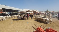 لایو استاک مارکت | Livestock Market